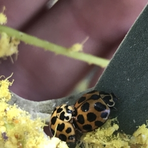 Harmonia conformis at Bungonia, NSW - 31 Oct 2021 10:48 AM