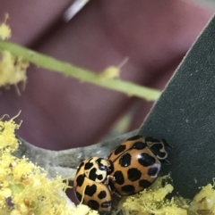 Harmonia conformis at Bungonia, NSW - 31 Oct 2021