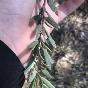 Grevillea arenaria subsp. arenaria at Bungonia, NSW - 31 Oct 2021 10:49 AM