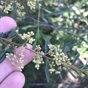 Pomaderris angustifolia at Bungonia, NSW - 31 Oct 2021 10:53 AM