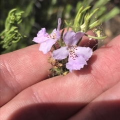 Westringia eremicola (Slender Western Rosemary) at Bungonia, NSW - 31 Oct 2021 by Tapirlord