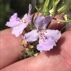 Westringia eremicola at Bungonia, NSW - 31 Oct 2021