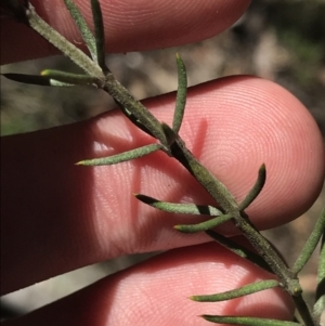 Westringia eremicola at Bungonia, NSW - 31 Oct 2021