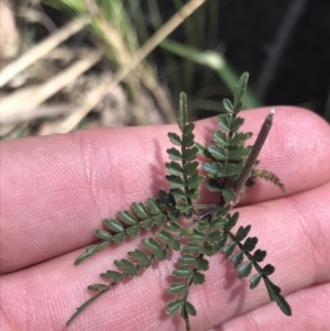 Pandorea pandorana at Bungonia, NSW - 31 Oct 2021