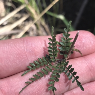 Pandorea pandorana (Wonga Wonga Vine) at Goulburn Mulwaree Council - 31 Oct 2021 by Tapirlord