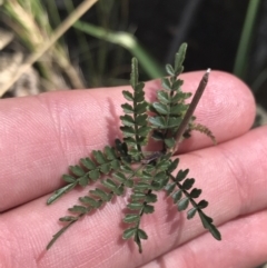 Pandorea pandorana at Bungonia, NSW - 31 Oct 2021 11:05 AM