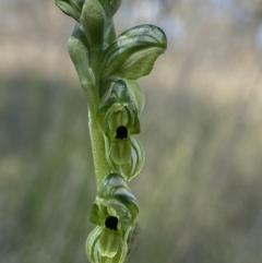 Hymenochilus bicolor (Black-tip Greenhood) at Throsby, ACT - 1 Nov 2021 by AJB