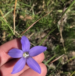 Wahlenbergia stricta subsp. stricta at Bungonia, NSW - 31 Oct 2021