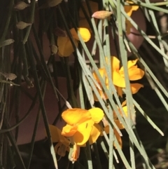 Jacksonia scoparia (Dogwood) at Bungonia, NSW - 31 Oct 2021 by Tapirlord