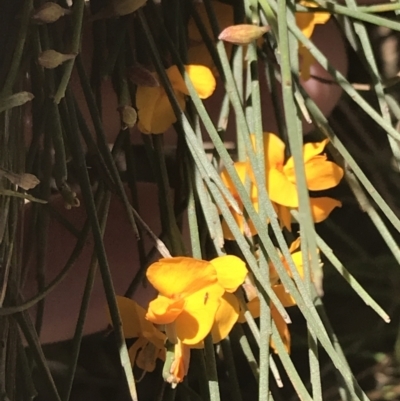 Jacksonia scoparia (Dogwood) at Bungonia, NSW - 31 Oct 2021 by Tapirlord