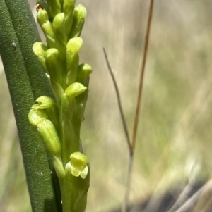 Microtis parviflora at Throsby, ACT - 2 Nov 2021