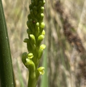 Microtis parviflora at Throsby, ACT - 2 Nov 2021