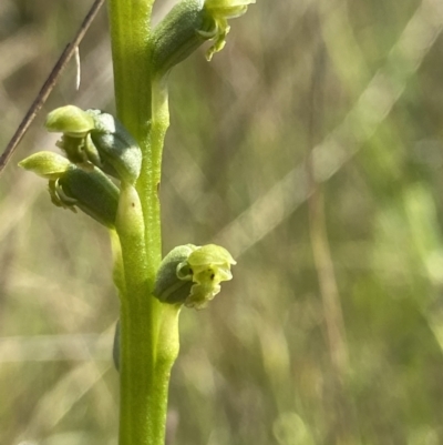 Microtis unifolia (Common Onion Orchid) at Throsby, ACT - 2 Nov 2021 by AJB