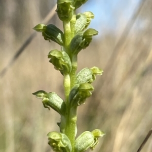 Microtis unifolia at Throsby, ACT - suppressed