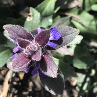 Ajuga australis (Austral Bugle) at Bungonia, NSW - 31 Oct 2021 by Tapirlord