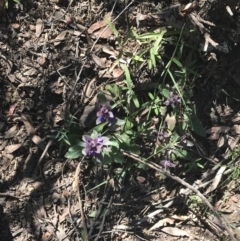 Ajuga australis at Bungonia, NSW - 31 Oct 2021