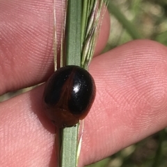 Dicranosterna immaculata (Acacia leaf beetle) at Bungonia, NSW - 31 Oct 2021 by Tapirlord