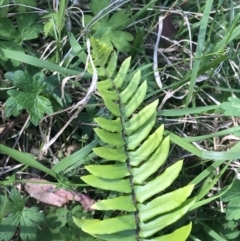 Pellaea falcata (Sickle Fern) at Bungonia, NSW - 31 Oct 2021 by Tapirlord