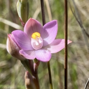 Thelymitra peniculata at Throsby, ACT - 2 Nov 2021