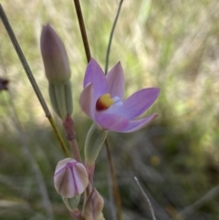 Thelymitra peniculata at Throsby, ACT - 2 Nov 2021