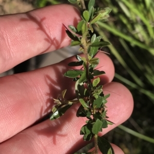 Bursaria spinosa at Bungonia, NSW - 31 Oct 2021 11:34 AM