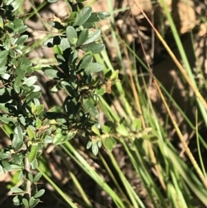 Bursaria spinosa at Bungonia, NSW - 31 Oct 2021