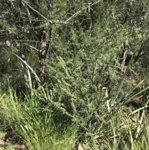 Bursaria spinosa at Bungonia, NSW - 31 Oct 2021 11:34 AM