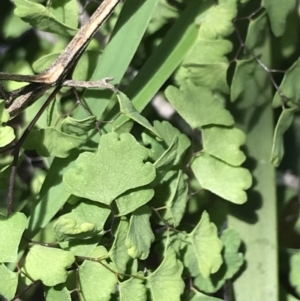 Adiantum aethiopicum at Bungonia, NSW - suppressed