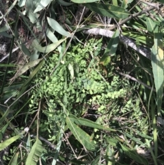 Adiantum aethiopicum at Bungonia, NSW - suppressed