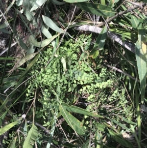 Adiantum aethiopicum at Bungonia, NSW - suppressed