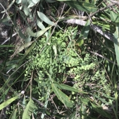 Adiantum aethiopicum at Bungonia, NSW - suppressed