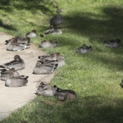 Chenonetta jubata (Australian Wood Duck) at Parkes, ACT - 1 Nov 2021 by AlisonMilton