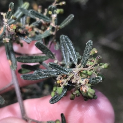 Pomaderris angustifolia (Pomaderris) at Bungonia, NSW - 31 Oct 2021 by Tapirlord