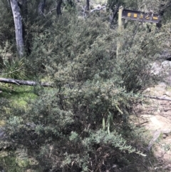 Pomaderris angustifolia at Bungonia, NSW - 31 Oct 2021