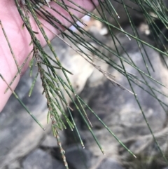 Casuarina cunninghamiana subsp. cunninghamiana (River She-Oak, River Oak) at Bungonia, NSW - 31 Oct 2021 by Tapirlord