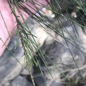 Casuarina cunninghamiana subsp. cunninghamiana at Bungonia, NSW - 31 Oct 2021 11:43 AM