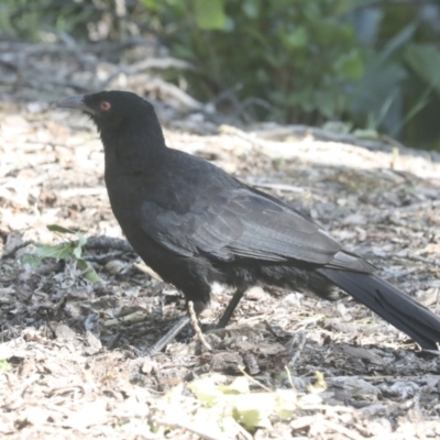 Corcorax melanorhamphos (White-winged Chough) at Mount Ainslie to Black Mountain - 2 Nov 2021 by AlisonMilton