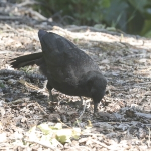 Corcorax melanorhamphos at Parkes, ACT - 2 Nov 2021