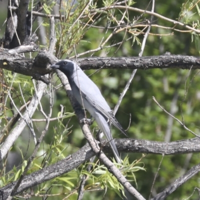 Coracina novaehollandiae (Black-faced Cuckooshrike) at Mount Ainslie to Black Mountain - 2 Nov 2021 by AlisonMilton