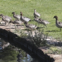 Chenonetta jubata (Australian Wood Duck) at Mount Ainslie to Black Mountain - 1 Nov 2021 by AlisonMilton