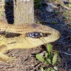 Tiliqua scincoides scincoides (Eastern Blue-tongue) at Hackett, ACT - 9 Oct 2021 by AndrewCB