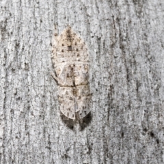 Ledromorpha planirostris (A leafhopper) at Scullin, ACT - 31 Oct 2021 by AlisonMilton