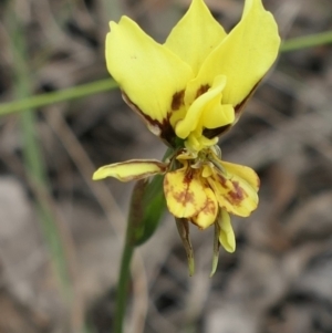 Diuris sulphurea at Gundaroo, NSW - 1 Nov 2021