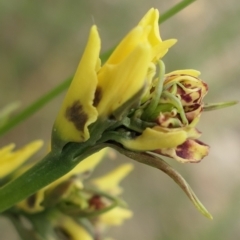 Diuris sulphurea at Gundaroo, NSW - 1 Nov 2021