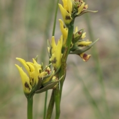 Diuris sulphurea at Gundaroo, NSW - 1 Nov 2021