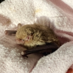 Vespadelus sp. (genus) (A vesper forest bat) at Acton, ACT - 3 Oct 2021 by AndrewCB
