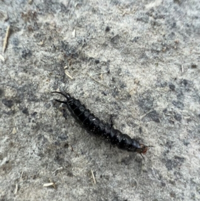 Coleoptera (order) immature (Unidentified immature beetle) at Murrumbateman, NSW - 2 Nov 2021 by SimoneC
