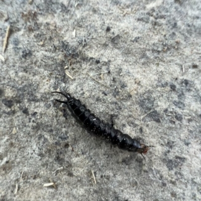 Unidentified Earwig (Dermaptera) at Murrumbateman, NSW - 2 Nov 2021 by SimoneC