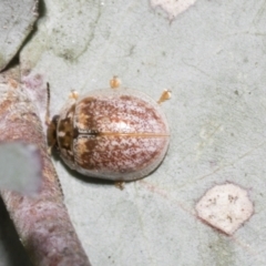 Paropsisterna m-fuscum (Eucalyptus Leaf Beetle) at Scullin, ACT - 31 Oct 2021 by AlisonMilton