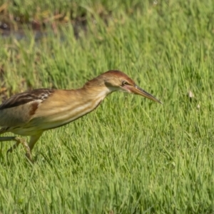 Ixobrychus dubius at Fyshwick, ACT - 2 Nov 2021